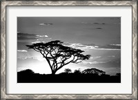 Framed Silhouette of Trees in Black and White, Ngorongoro Conservation Area, Arusha Region, Tanzania