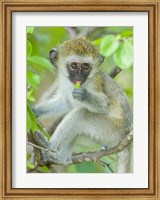 Framed Vervet monkey sitting on a branch, Tarangire National Park, Arusha Region, Tanzania (Chlorocebus pygerythrus)