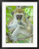 Framed Vervet monkey sitting on a branch, Tarangire National Park, Arusha Region, Tanzania (Chlorocebus pygerythrus)