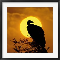 Framed Silhouette of a vulture perching on a branch, Masai Mara National Reserve, Kenya