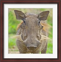 Framed Close-up of a warthog, Lake Manyara, Arusha Region, Tanzania (Phacochoerus aethiopicus)