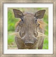 Framed Close-up of a warthog, Lake Manyara, Arusha Region, Tanzania (Phacochoerus aethiopicus)