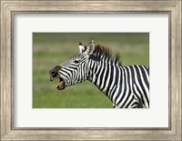 Framed Side profile of a zebra braying, Ngorongoro Conservation Area, Arusha Region, Tanzania (Equus burchelli chapmani)