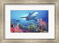 Framed Low angle view of a shark swimming underwater, Indo-Pacific Ocean