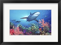 Framed Low angle view of a shark swimming underwater, Indo-Pacific Ocean