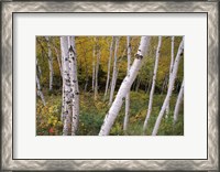 Framed White Birch Trees