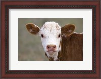 Framed Calf Portrait