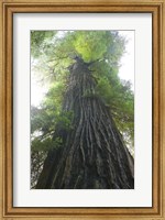 Framed Low-Angle View Of Redwood Tree