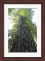 Framed Low-Angle View Of Redwood Tree