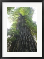Framed Low-Angle View Of Redwood Tree