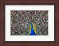 Framed Peacock bird displaying feathers, portrait.