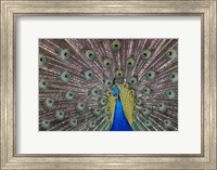 Framed Peacock bird displaying feathers, portrait.