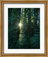 Framed Low angle view of sunstar through redwood trees, Jedediah Smith Redwoods State Park, California, USA.