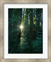 Framed Low angle view of sunstar through redwood trees, Jedediah Smith Redwoods State Park, California, USA.