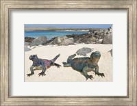 Framed Two Marine iguanas (Amblyrhynchus cristatus) on sand, Galapagos Islands, Ecuador