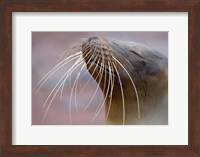 Framed Close-up of a Galapagos Sea Lion, Galapagos Islands, Ecuador