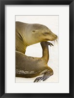 Framed Galapagos Sea Lion (Zalophus wollebaeki), Galapagos Islands, Ecuador