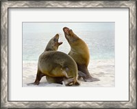 Framed Two Galapagos sea lions (Zalophus wollebaeki) on the beach, Galapagos Islands, Ecuador