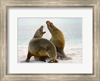 Framed Two Galapagos sea lions (Zalophus wollebaeki) on the beach, Galapagos Islands, Ecuador