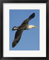 Framed Waved albatross (Diomedea irrorata) flying in the sky, Galapagos Islands, Ecuador