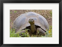 Framed Close-up of a Galapagos Giant tortoise (Geochelone elephantopus), Galapagos Islands, Ecuador
