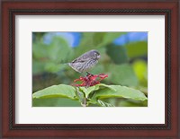 Framed Close-up of a Small Ground-finch (Geospiza fuliginosa) perching on a plant, Galapagos Islands, Ecuador