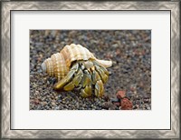 Framed Close-up of a Hermit crab (Coenobita clypeatus), Galapagos Islands, Ecuador