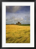 Framed Cistercian Dunbrody Abbey (1182) beyond Barley Field, County Wexford, Ireland