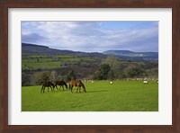 Framed Horses and Sheep in the Barrow Valley, Near St Mullins, County Carlow, Ireland