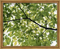 Framed Backlit green tree branch