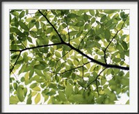 Framed Backlit green tree branch