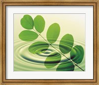 Framed Green leafy branch superimposed on green water ripples