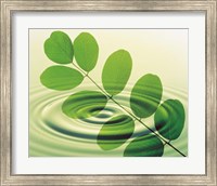 Framed Green leafy branch superimposed on green water ripples