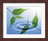 Framed Two branches with green leaves floating above blue water ripples