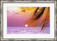 Framed Stylized tropical scene with violet sea, pink sky, setting sun and palm fronds
