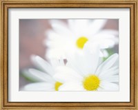 Framed Close up of daisies with purple background