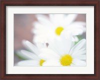 Framed Close up of daisies with purple background