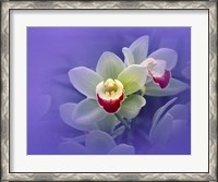 Framed Waxy white orchids with fuchsia centers floating in purple water