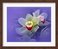 Framed Waxy white orchids with fuchsia centers floating in purple water