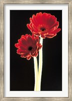 Framed Close up of two deep red flowers with white stems on black background