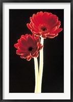 Framed Close up of two deep red flowers with white stems on black background