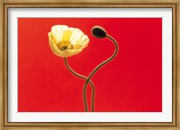 Framed Close up cream poppy and seed pod on red background