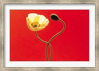Framed Close up cream poppy and seed pod on red background