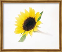 Framed Close up of sunflower