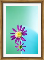 Framed Close up of purple flowers with yellow centers on turquoise background