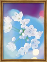 Framed Close up of white flowers with out of focus blue background