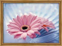 Framed Close up of two pink gerbera daisies in water ripples