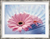 Framed Close up of two pink gerbera daisies in water ripples