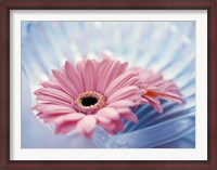 Framed Close up of two pink gerbera daisies in water ripples