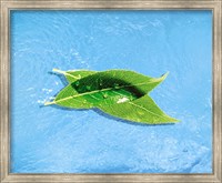 Framed Two crossed green leaves floating in shallow blue water
